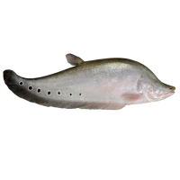 Imagem do produto Peixe Faca Palhaço